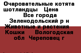 Очаровательные котята шотландцы › Цена ­ 2 000 - Все города, Зеленодольский р-н Животные и растения » Кошки   . Вологодская обл.,Череповец г.